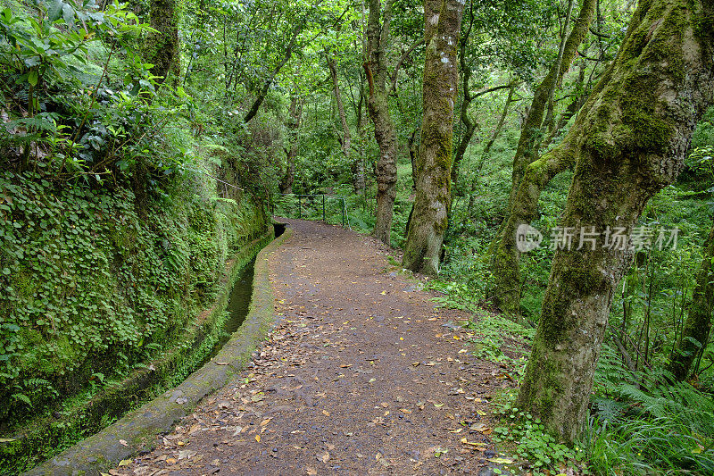 森林景观沿Vereda dos Balc?es在马德拉岛山